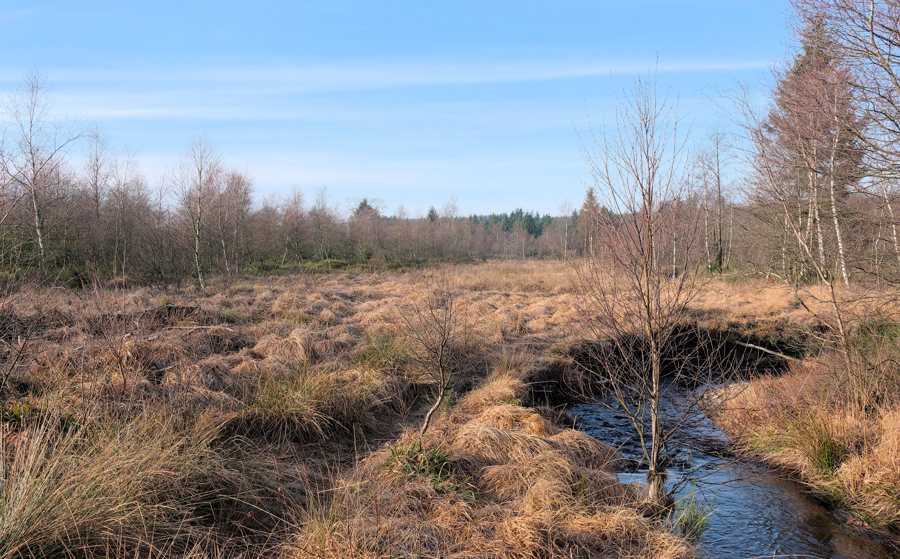 File:Polleur stream, High Fens – Eifel Nature Park (DSCF6647).jpg