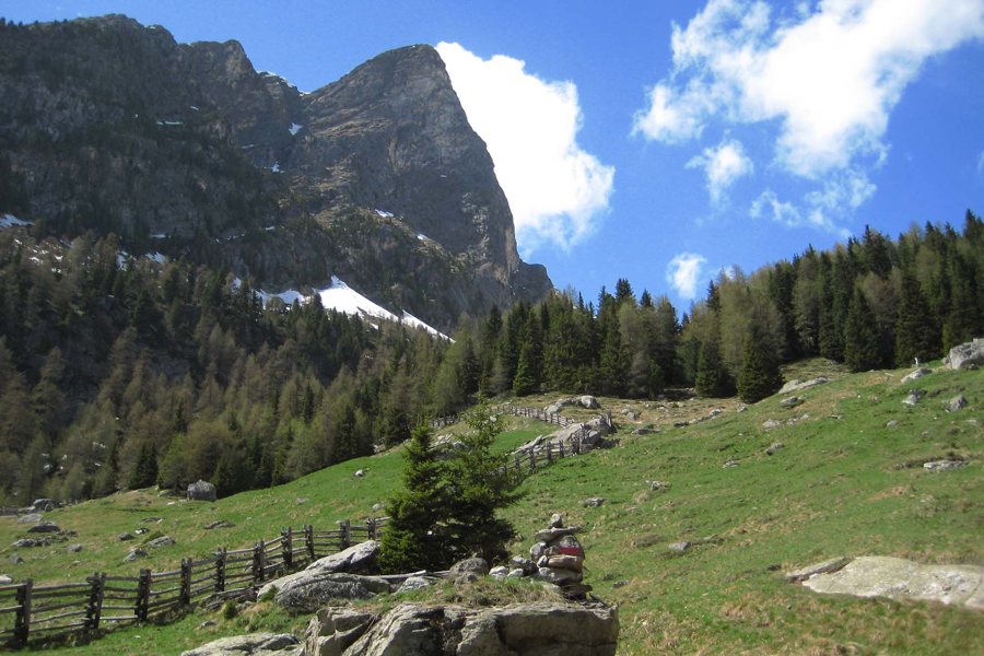 Paesaggio alpino con abeti, rocce e una staccionata di legno nelle 3 Zinnen Dolomites